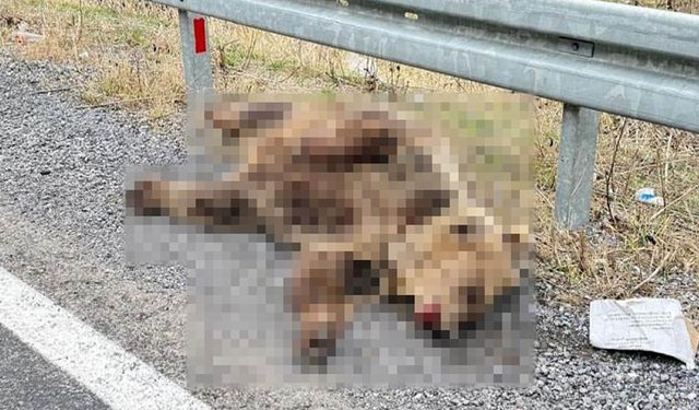 Ayıya araba çarptı