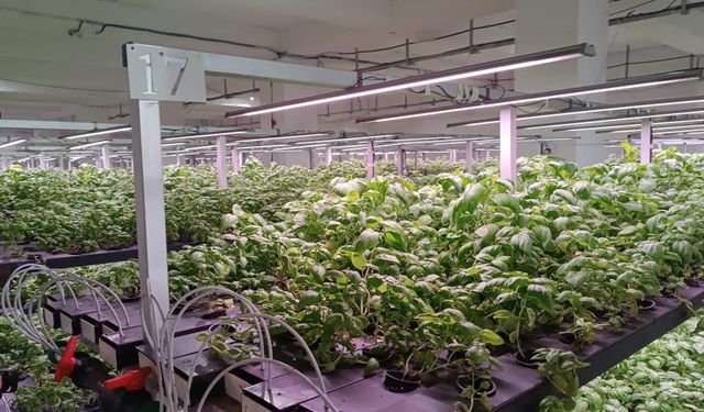 Batman'da topraksız 30 milyonluk tarım yatırımı