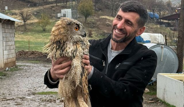 Kanadı kırık baykuş tedaviye alındı