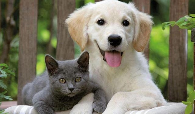 Evcil hayvan sahiplerine kritik uyarı: Son tarih 31 Aralık 2025