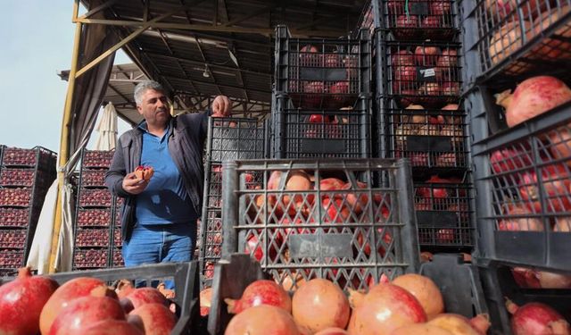 Kuraklık, Zivzik Narı’nı da vurdu!
