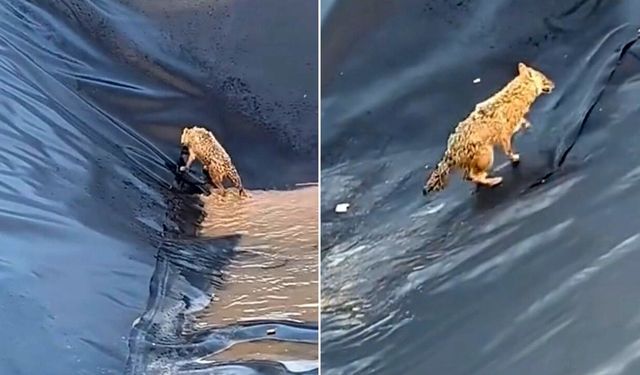 Boş havuza düşen kurt 2 saat çabaladı