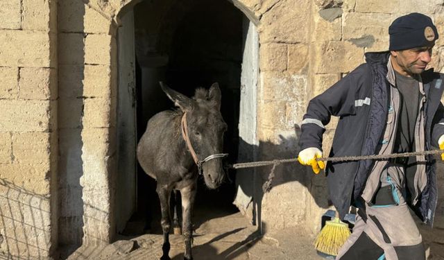 Mardin'in 'kadrolu' eşekleri emekli oluyor!