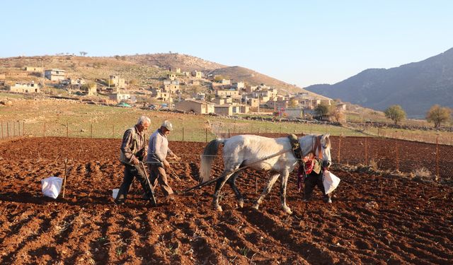 Tescilli coğrafi işaretli sarımsak ekimine başlandı