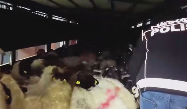 Siirt’te koyunların karınlarına uyuşturucu sakladılar