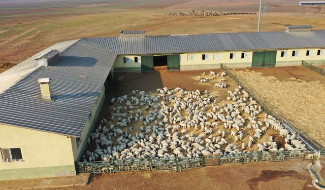Suriye sınırındaki dev işletmede 60 bin kuzu dünyaya geldi