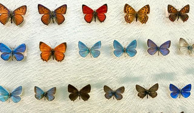 Van'da kelebek koleksiyonu