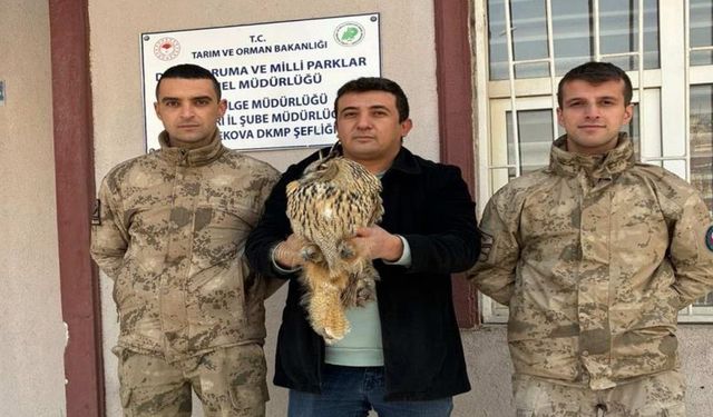 Yüksekova'da yaralı boynuzlu baykuş bulundu
