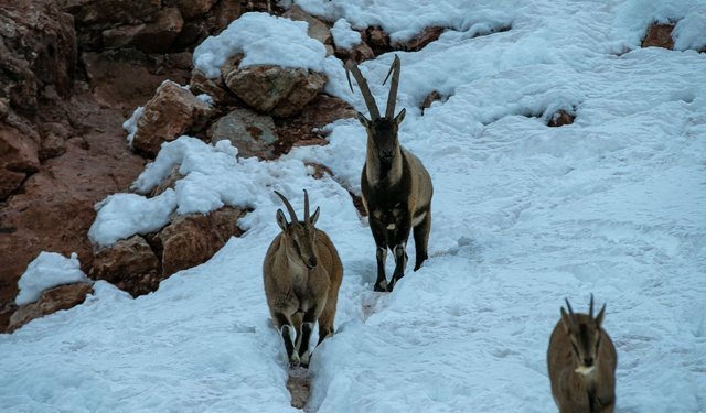 Adıyaman'da dağ keçilerini güvenlikçiler elleriyle besledi
