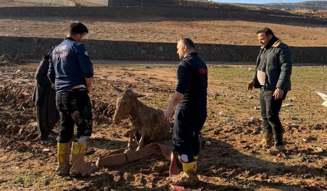 Cizre'de bataklığa saplanan eşekler kurtarıldı