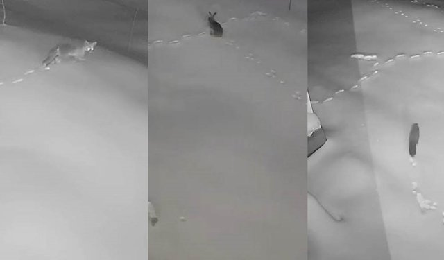 Elazığ’da aç kalan tilki, tavşan, sansar köye indi