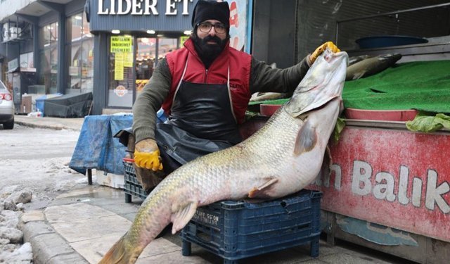 Elazığ'da onu görenler şaşırdı