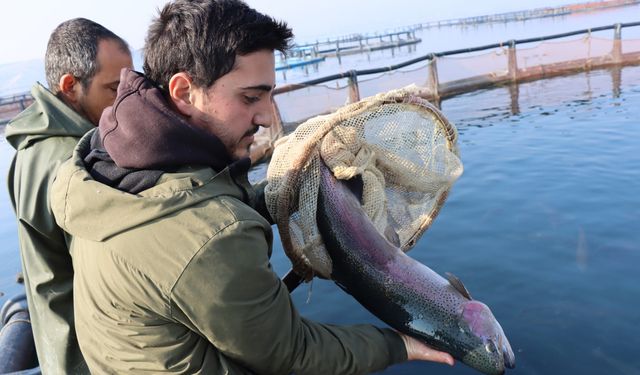 Fırat somonu, Avrupa, Japonya ve Çin yolunda!