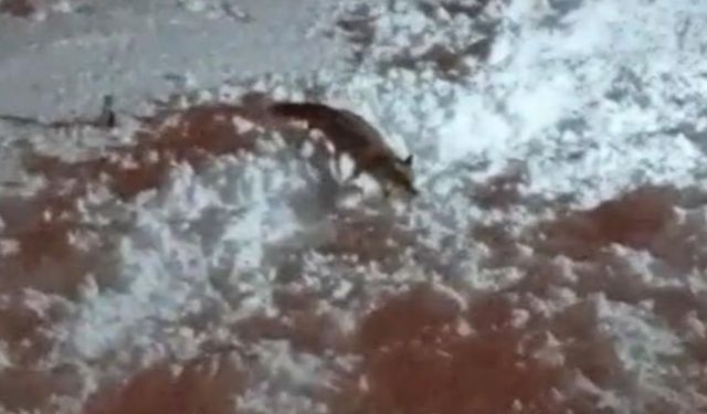 Hakkari’de aç kalan tilkiler şehre indi