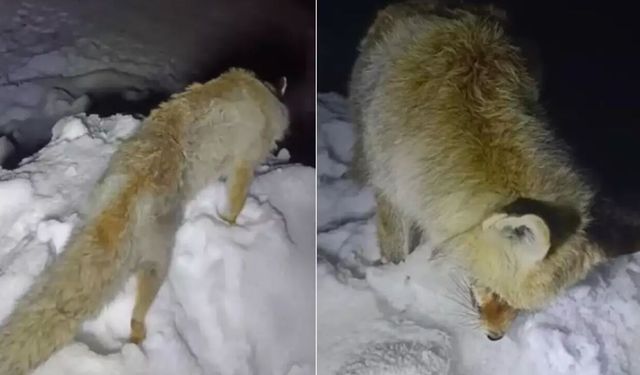 Hakkari’de Tilki ayakta dondu