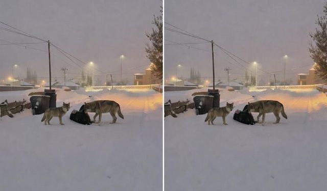 Kurtlar mahalle arasına indi!