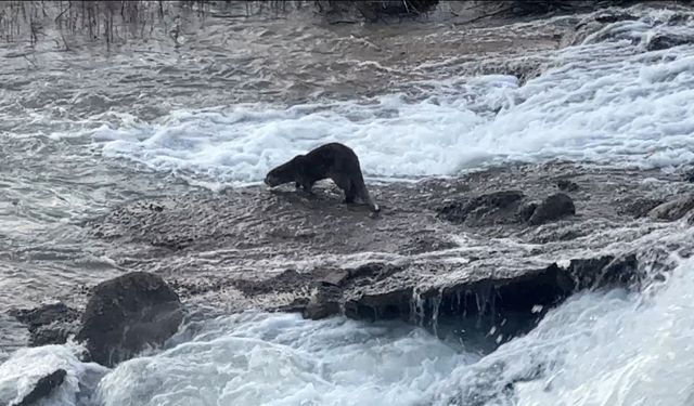 Şırnak’ta nesli tükenmekte olan su samuru görüldü
