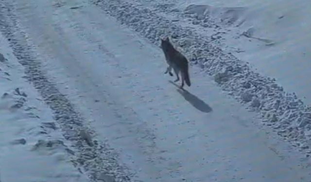 Tatvan’da gündüz vakti kurt merkeze indi