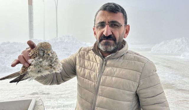 Yüksekova'da ‘kerkenez kuşu’ konduğu yerde dondu