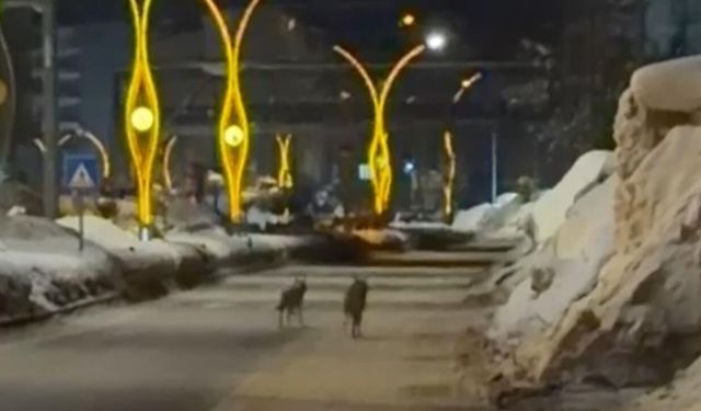 Yüksekova’da kurtlar şehir merkezine indi