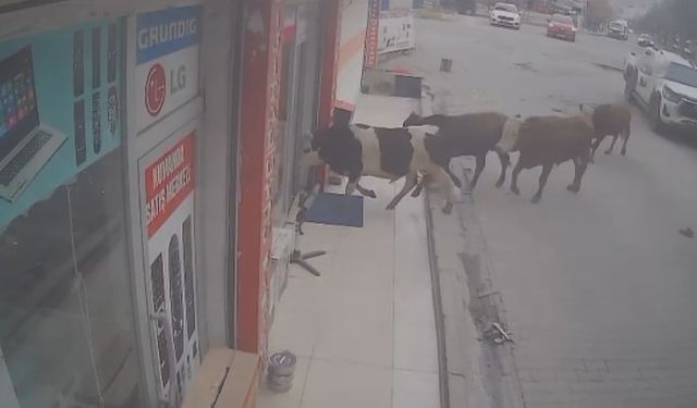 Batman'da inekler, işyerini bastı