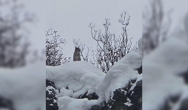 Elazığ'da koruma altındaki vaşak görüntülendi