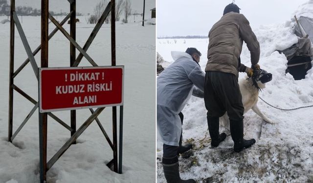 Hakkari Yüksekova'da kuduz alarmı