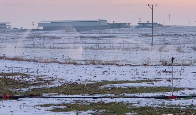 Karla kaplı arazide kaçak elektrikle sulama