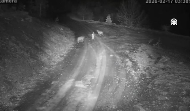 Kurtlar ve tavşanlar köy çevresinde yiyecek aradı