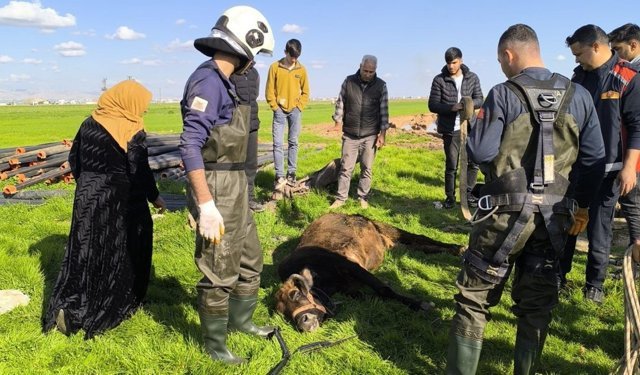 Mardin'de kuyuya düşen ineği, itfaiye çıkardı