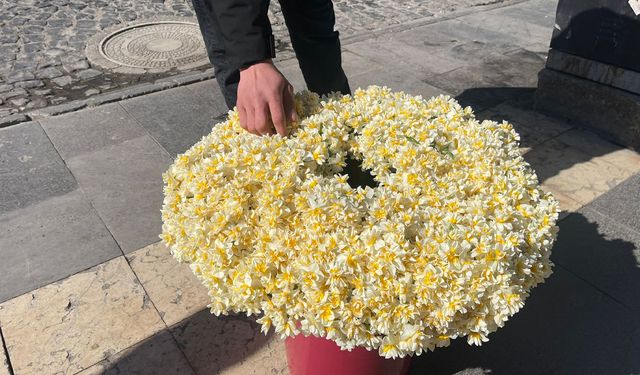 Diyarbakır’da nergiz çiçekleri görücüye çıktı