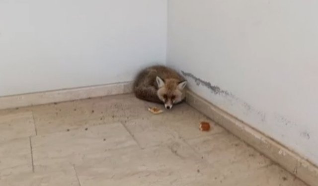 Tilki okulun içine girdi