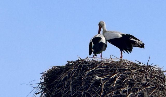 Baharın habercisi bölgeye ulaştı