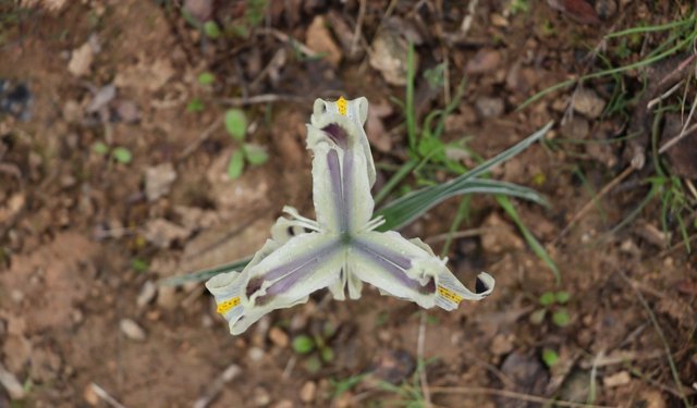 Batman'da nevruz çiçekleri açtı