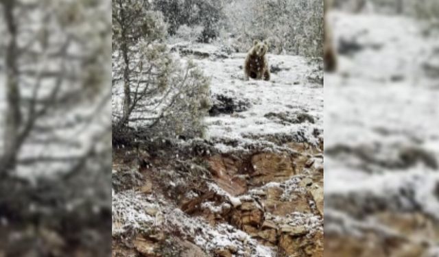 Bozayı yiyecek bulmak için karayoluna indi