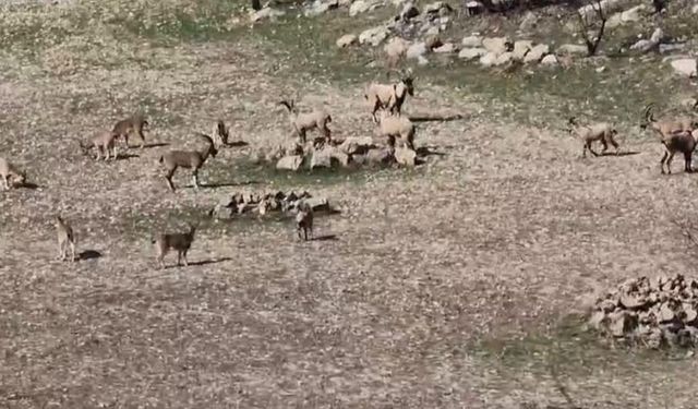 Diyarbakır'da dağ keçileri sürü halinde görüntülendi