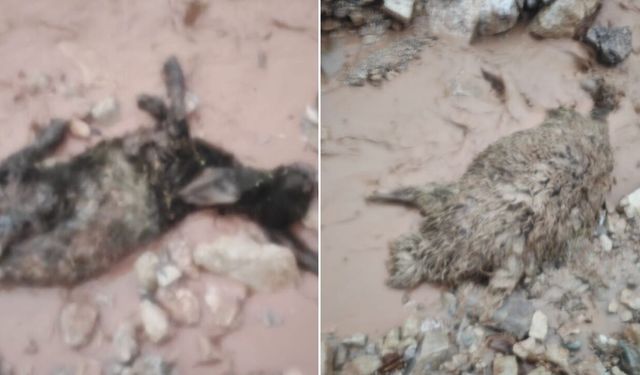 Göçerleri sel vurdu, hayvanlar telef oldu