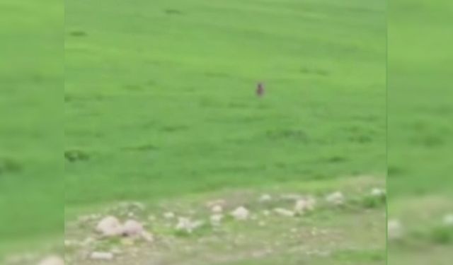 Gölete düşen ‘çakal’ merdiven uzatılarak kurtarıldı