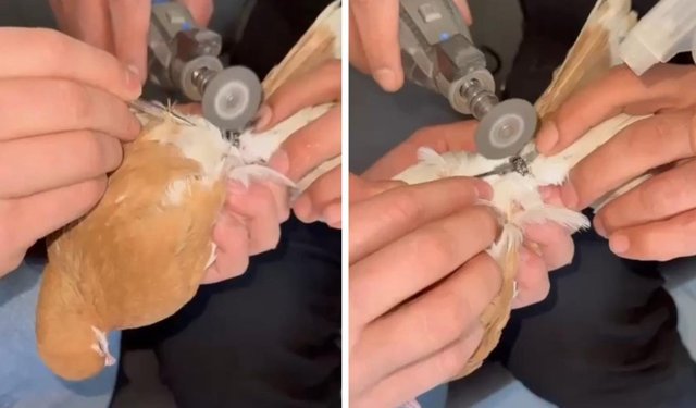 Güvercinin yardımına itfaiye ekibi yetişti