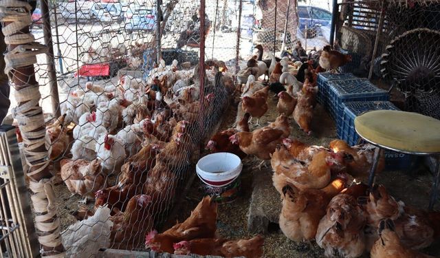 Kırmızı et 800 TL’ye yükseldi, vatandaş çareyi tavukta buldu