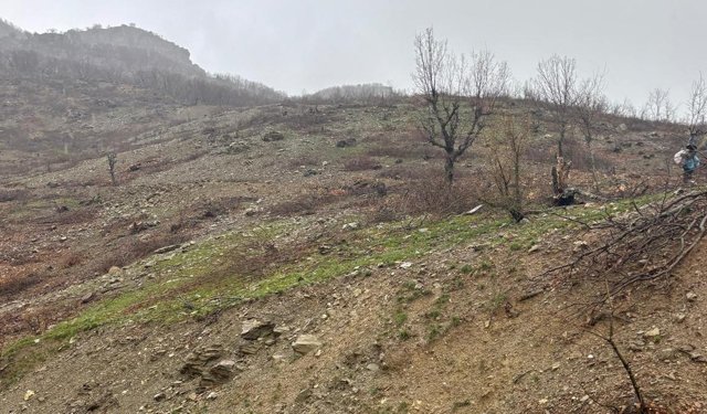 Diyarbakır’da tartışma yaratan ağaç kesimi