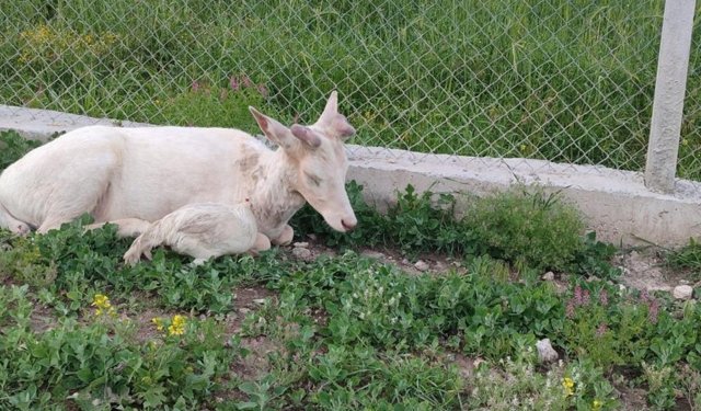 Elazığ’da beyaz alageyik evin bahçesine indi