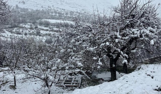 Malatya'da kayısı bahçeleri kar altında kaldı