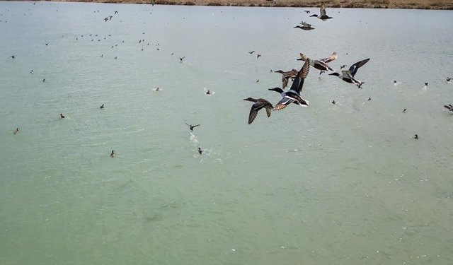 Van Gölü'nde Dikkuyruk görüntülendi