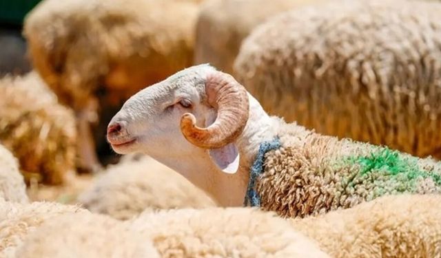 Satılamayan kurbanlıkların fiyatı belirlendi