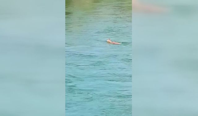Peri Çayı'nı yüzerek geçen dağ keçisi görüntülendi