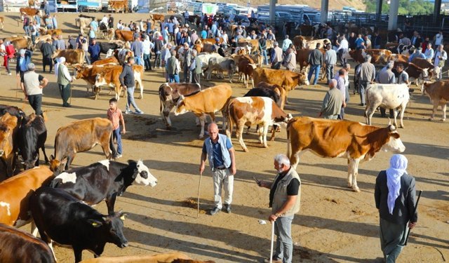 Diyarbakır’da kurbanlık piyasası hareketlendi: Birkaç aile birleşip alıyor
