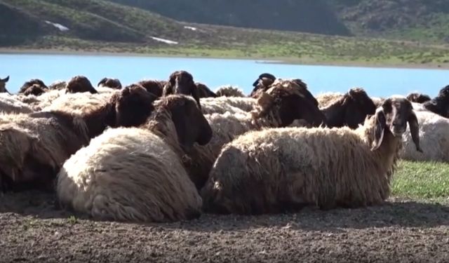 Bitlis'te yaylalar göçerleri ağırlamaya başladı