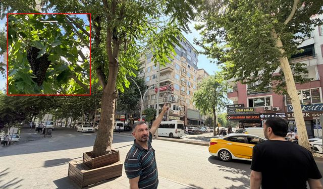Diyarbakır’da binlerce arı ağaca üşüştü