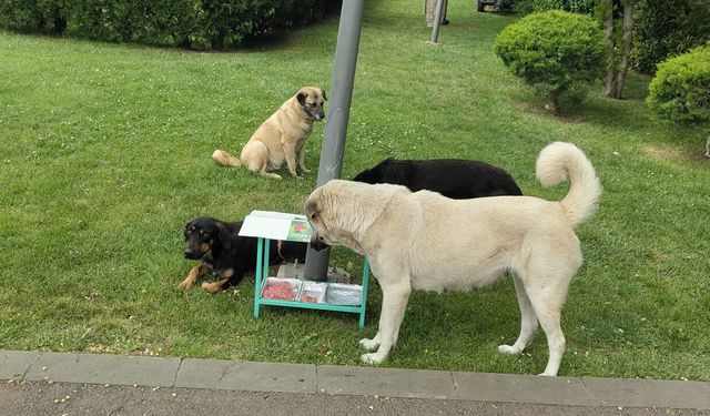 Diyarbakır’da esnaf ve çiftçiden sokak hayvanları için örnek girişim